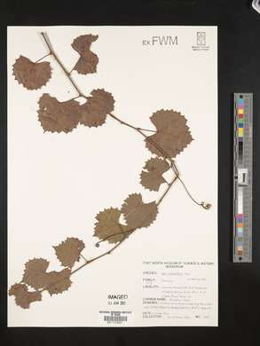 Vitis rotundifolia image