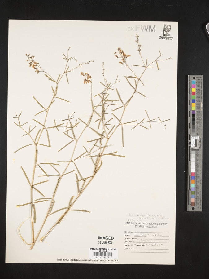 Pediomelum linearifolium image