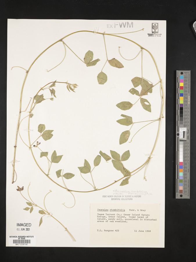 Pediomelum rhombifolium image