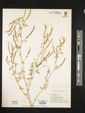 Melilotus officinalis subsp. alba image