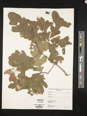 Quercus stellata var. stellata image