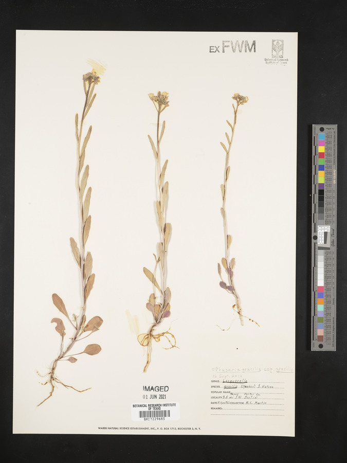 Physaria gracilis image