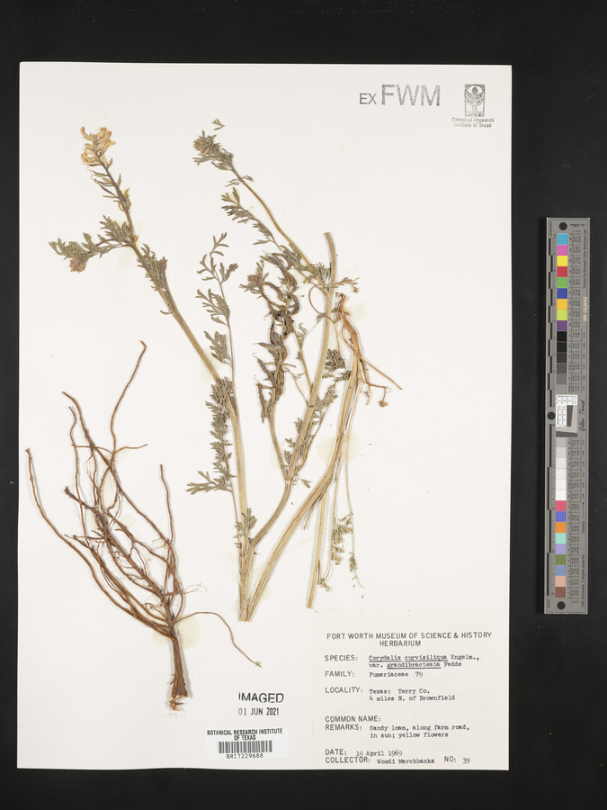 Corydalis curvisiliqua image