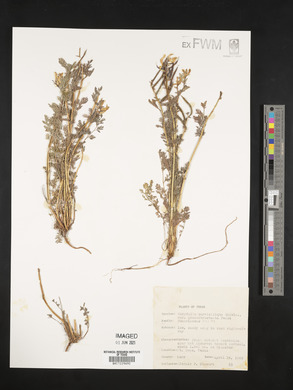 Corydalis curvisiliqua var. grandibracteata image