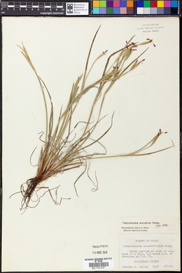 Sisyrinchium ensigerum image