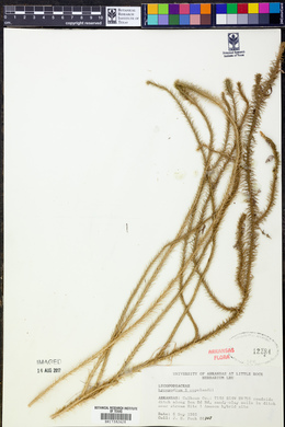 Lycopodium x copelandii image