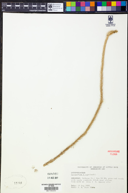 Lycopodium x copelandii image