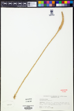 Image of Lycopodium x brucei