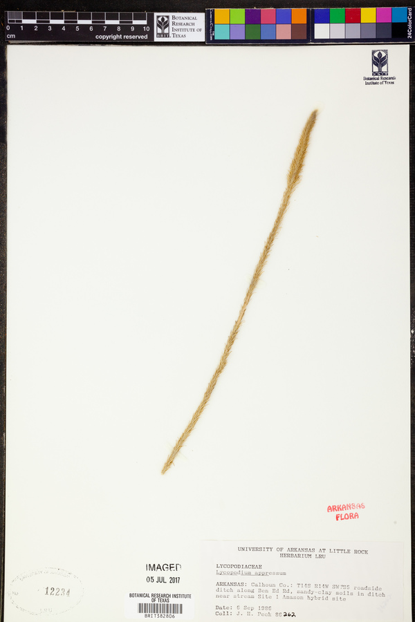 Huperzia appressa image