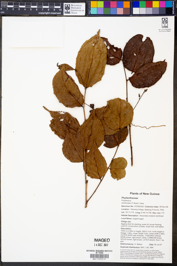 Phyllanthus clamboides image