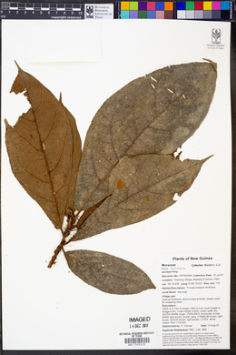 Ficus hahliana image