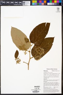 Trichospermum pleiostigma image