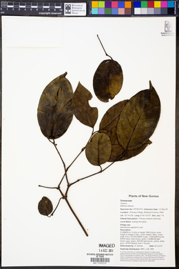 Gnetum latifolium image