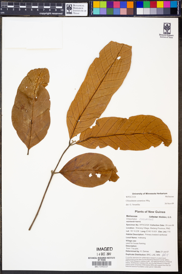 Chisocheton ceramicus image