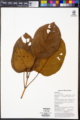 Premna obtusifolia image