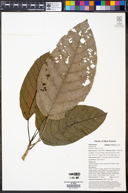 Image of Dendrocnide longifolia