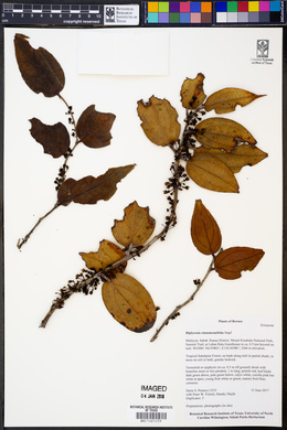 Image of Gaultheria cinnamomifolia