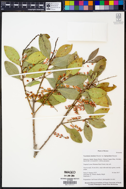 Vaccinium simulans image