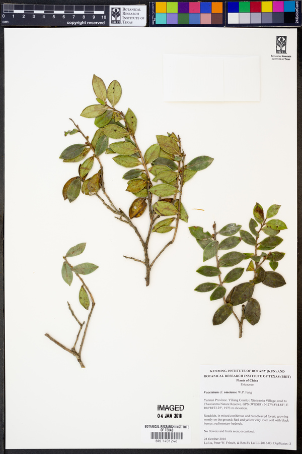 Vaccinium omeiensis image