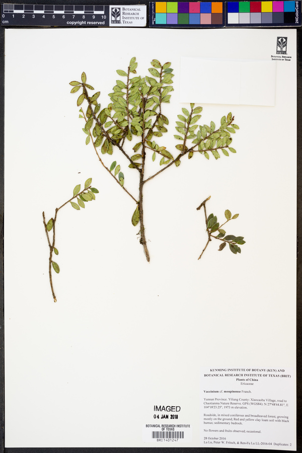 Vaccinium moupinense image