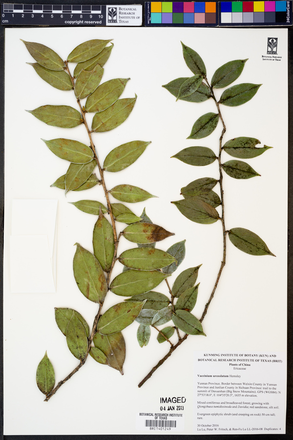 Vaccinium urceolatum image