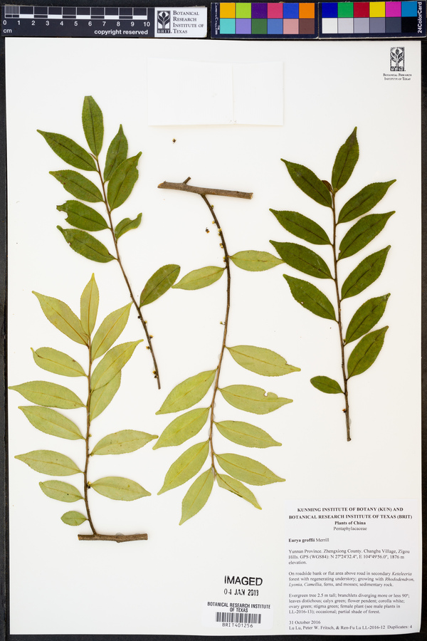 Eurya groffii image