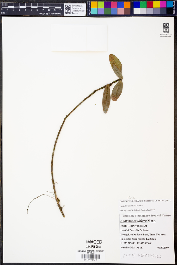 Agapetes cauliflora image