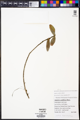Image of Agapetes cauliflora