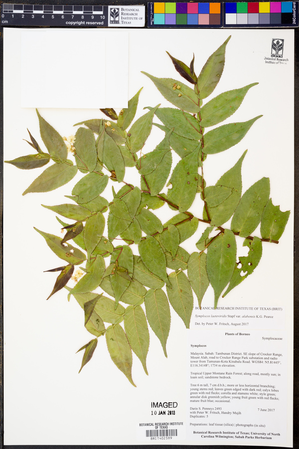 Symplocos laeteviridis var. alabensis image