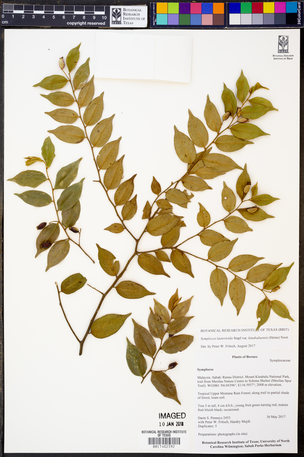 Symplocos laeteviridis image