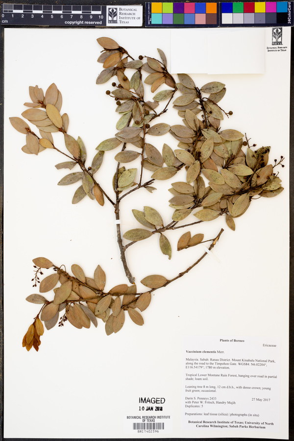 Vaccinium clementis image