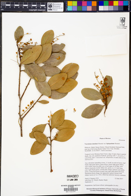 Vaccinium simulans image