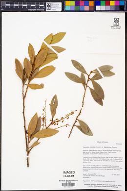 Vaccinium simulans image