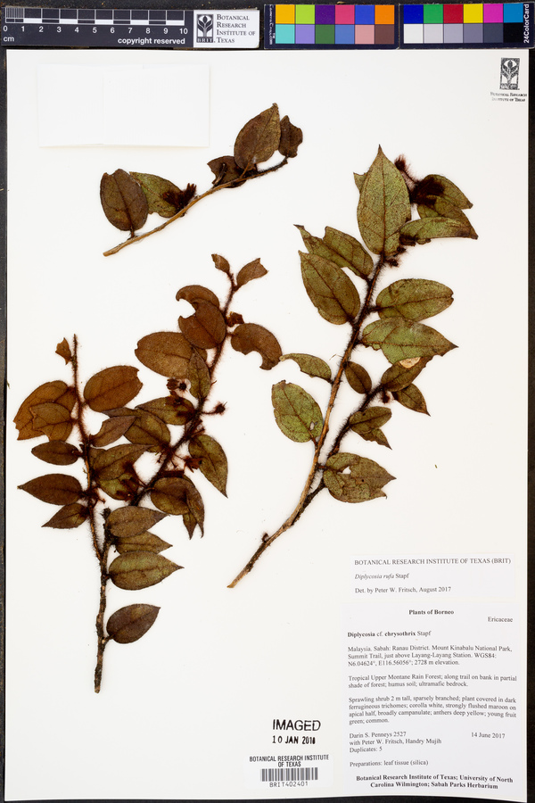 Gaultheria rufa image