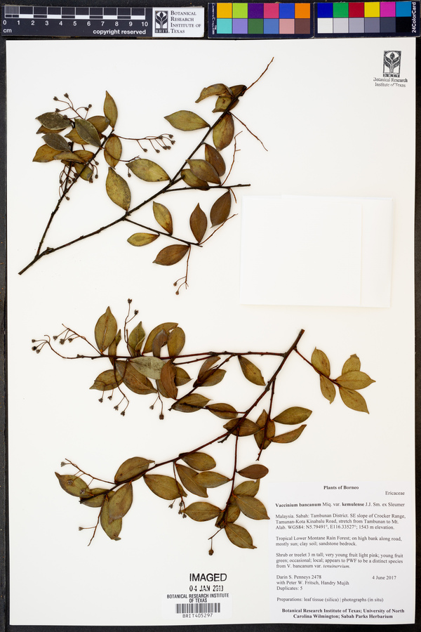 Vaccinium phillippsiae image