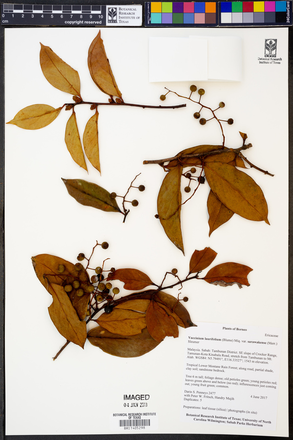 Vaccinium laurifolium image