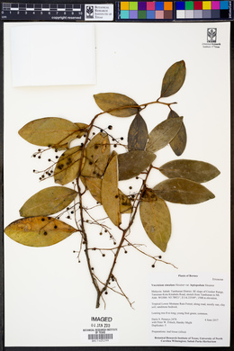 Vaccinium simulans image