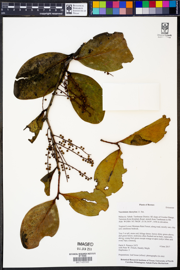 Vaccinium claoxylon image