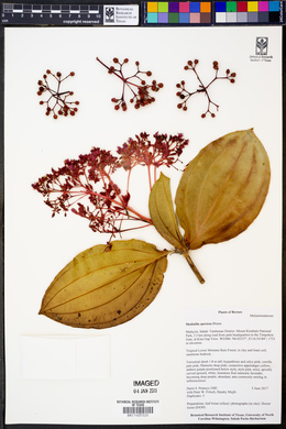 Medinilla speciosa image