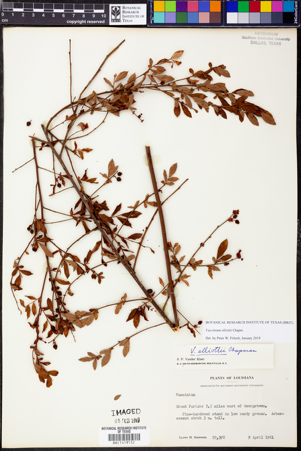 Vaccinium elliottii image