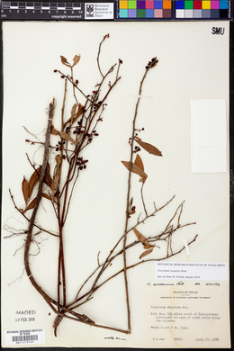 Vaccinium virgatum image