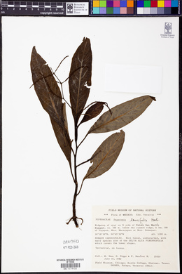 Peperomia lancifolia image