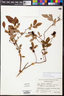 Vaccinium virgatum image