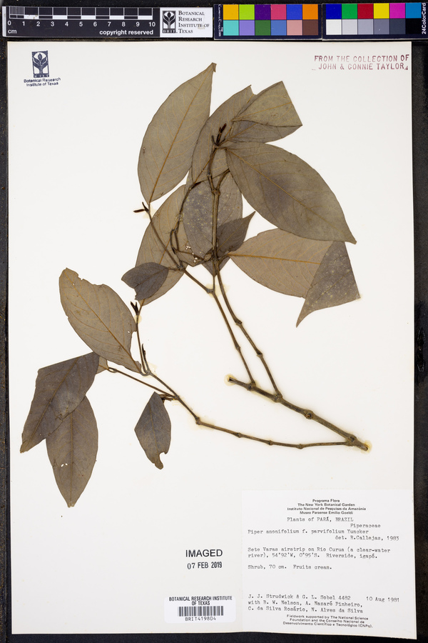 Piper anonifolium f. parvifolium image