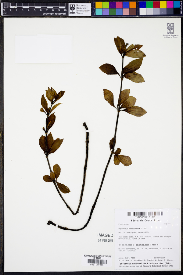 Peperomia rhexiifolia image