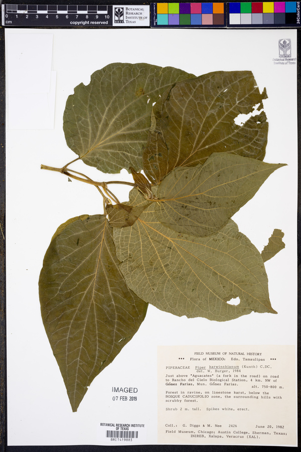 Piper karwinskianum image