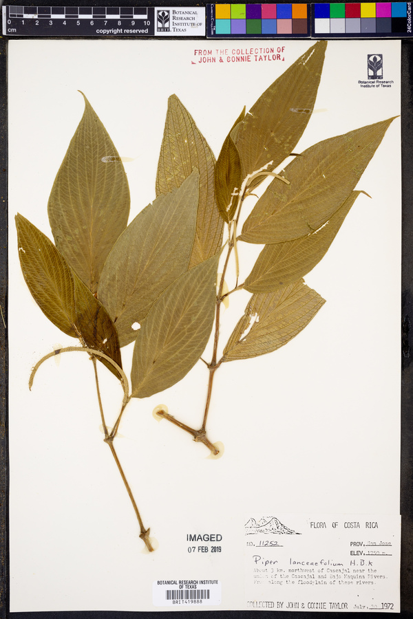 Piper lanceifolium image