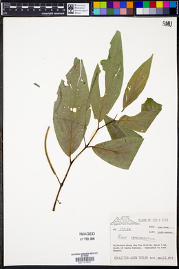 Piper lanceifolium image