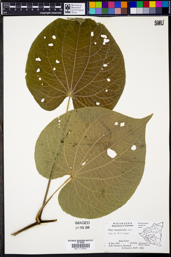 Piper marginatum image