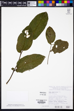 Piper tuberculatum image